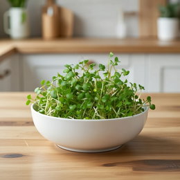 Økologiske broccolispirer frø 20 g – Buzzy | Friske spirer til salat, sandwich og smoothie Skål med friske, økologiske broccolispirer dyrket fra Buzzy frø på træbord i køkkenet – grønne, milde spirer (pose á ca. 20 g) velegnet til smoothies, salater og sandwich