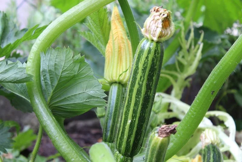 Nærbillede af stribet grøn zucchini (courgette) på plante med knopper og gule blomster