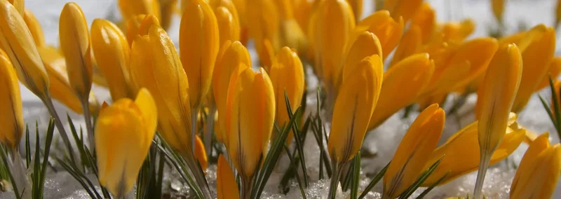 Nærbillede af gule krokus, der bryder frem gennem smeltende sne, tidlig forårsblomstring