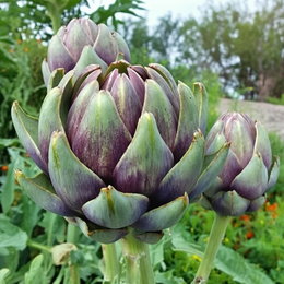 Artiskok frø 'Violet De Provence' fra Horti Tops – store lilla blomster og spiselige hoveder Violet De Provence artiskok fra Horti Tops, tæt foto af store lilla‑grønne blomsterhoveder; dekorativ prydplante og velsmagende spiseartiskok med sød, nøddeagtig smag