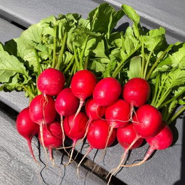 Økologisk Radise frø 'Raxe' – Buzzy Organic | Hurtigtvoksende, runde røde radiser Bunke af nyhøstede, runde røde radiser med grønne toppe - Økologisk Radise frø 'Raxe' fra Buzzy Organic, hurtigtvoksende og let at dyrke, høst efter ca. 3 uger, god til snack, bagning og syltning