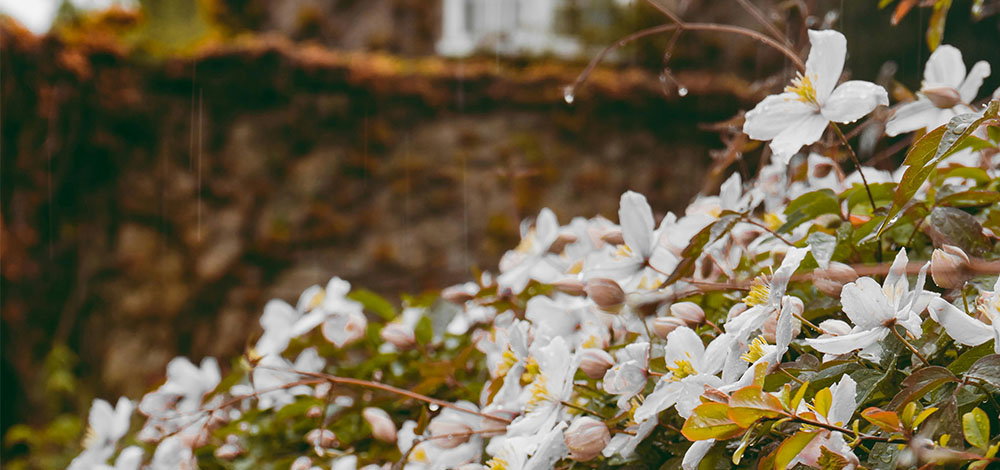 Nærbillede af hvide klematisblomster med regndråber og grønne blade foran en sløret stenmur