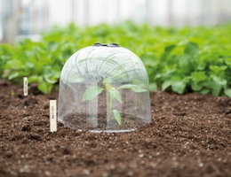 Planteklokke til beskyttelse af unge planter Ung plante beskyttet af gennemsigtig planteklokke i bed