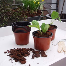 Plastikpotter til forspiring på altan Små planter i brune plastikpotter til forspiring