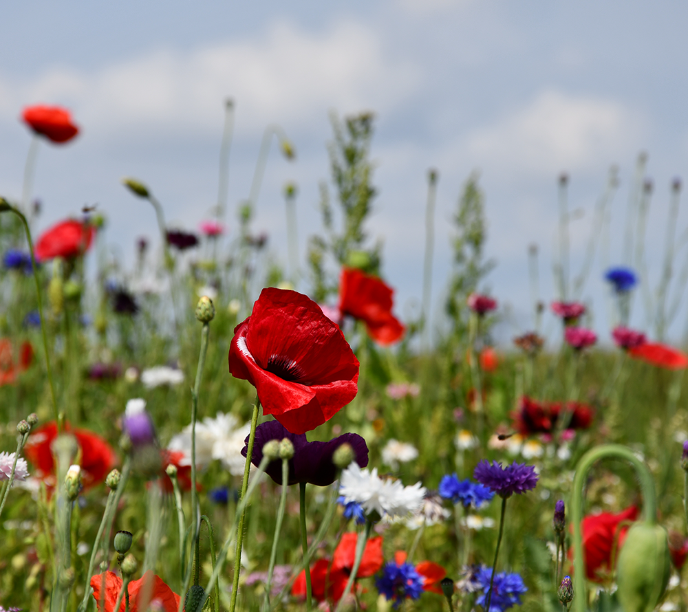 Farverig sommereng med røde valmuer og vilde blomster