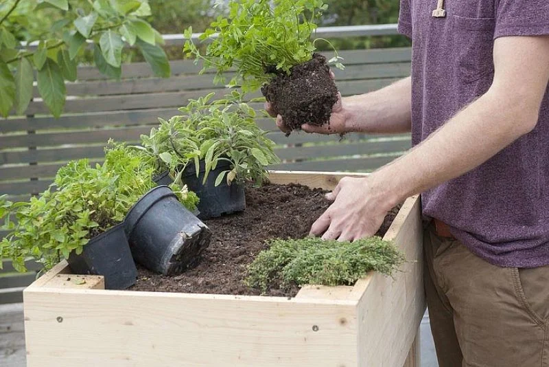 Person planter krydderurter i et ophøjet træbed; flere små urtepotter, jord og hænder, der placerer planter i bedet.