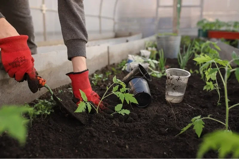 Plantning af unge tomatplanter i drivhus med røde haverhandsker Nærbillede af hænder i røde haverhandsker, der planter unge tomatplanter i jord i et drivhus, med små plastikpotter og et klart bæger i baggrunden