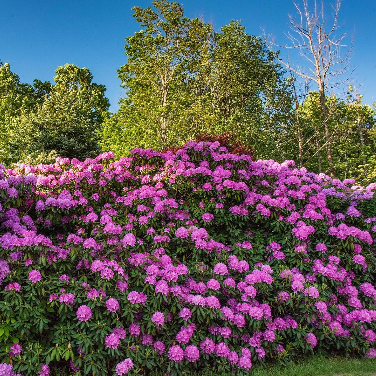 Lyserøde rhododendronbuske i solrig have Tætte lyserøde rhododendron i blomstrende have