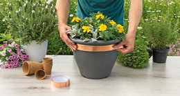 Kobbertape mod snegle til blomsterkrukker Person sætter kobbertape på en urtepotte med blomster