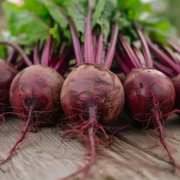 Økologisk Rødbede frø 'Detroit 2' – Buzzy Organic | Saftige dybrøde rødder, nemme at dyrke Nærbillede af høstede rødbeder Detroit 2 med jord og røde toppe; økologisk sort fra Buzzy Organic, velegnet til forårs- og sommerdyrkning