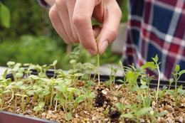 Udtynding af frøplanter i såbakke Hånd fjerner lille frøplante i såbakke
