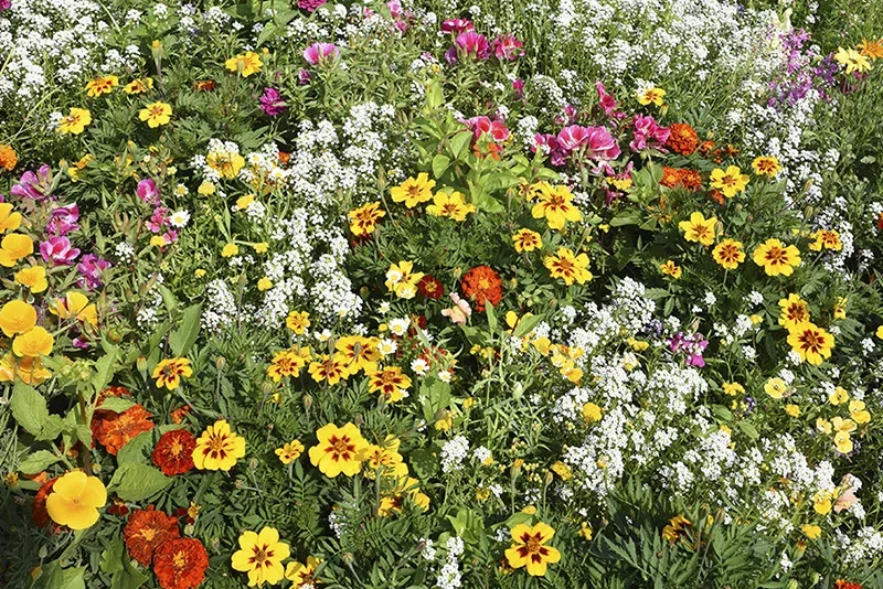 Tæt blomstereng med mix af gule tagetes-lignende blomster, hvide små blomster og orange og pink blomster i frodigt grønt bunddække