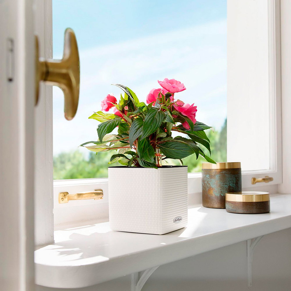 Pink stueplante i hvid firkantet potte på vindue