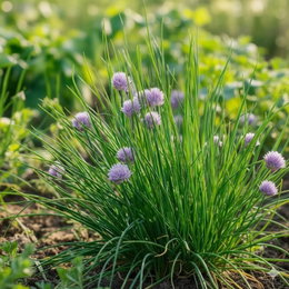 Klynge af økologiske purløg med tynde grønne blade og fine lilla blomster i havejord; ideel til salater, saucer og omeletter. Frø fra Buzzy Organic i genanvendt FSC-papir emballage.