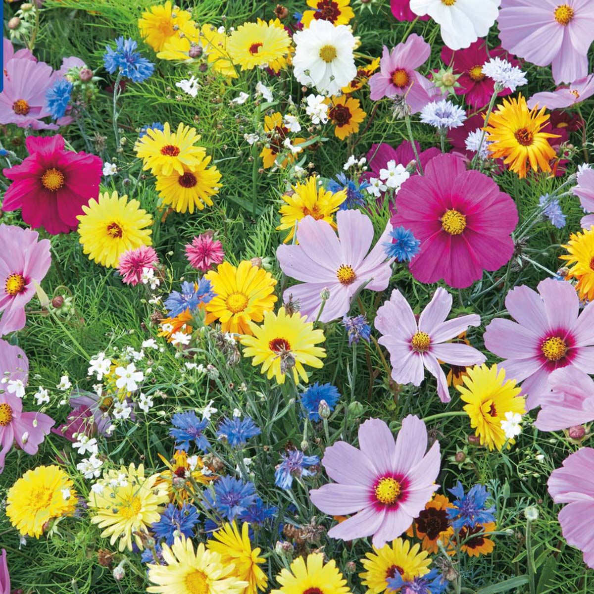 Tæt bed med farverige vilde blomster i fuldt flor