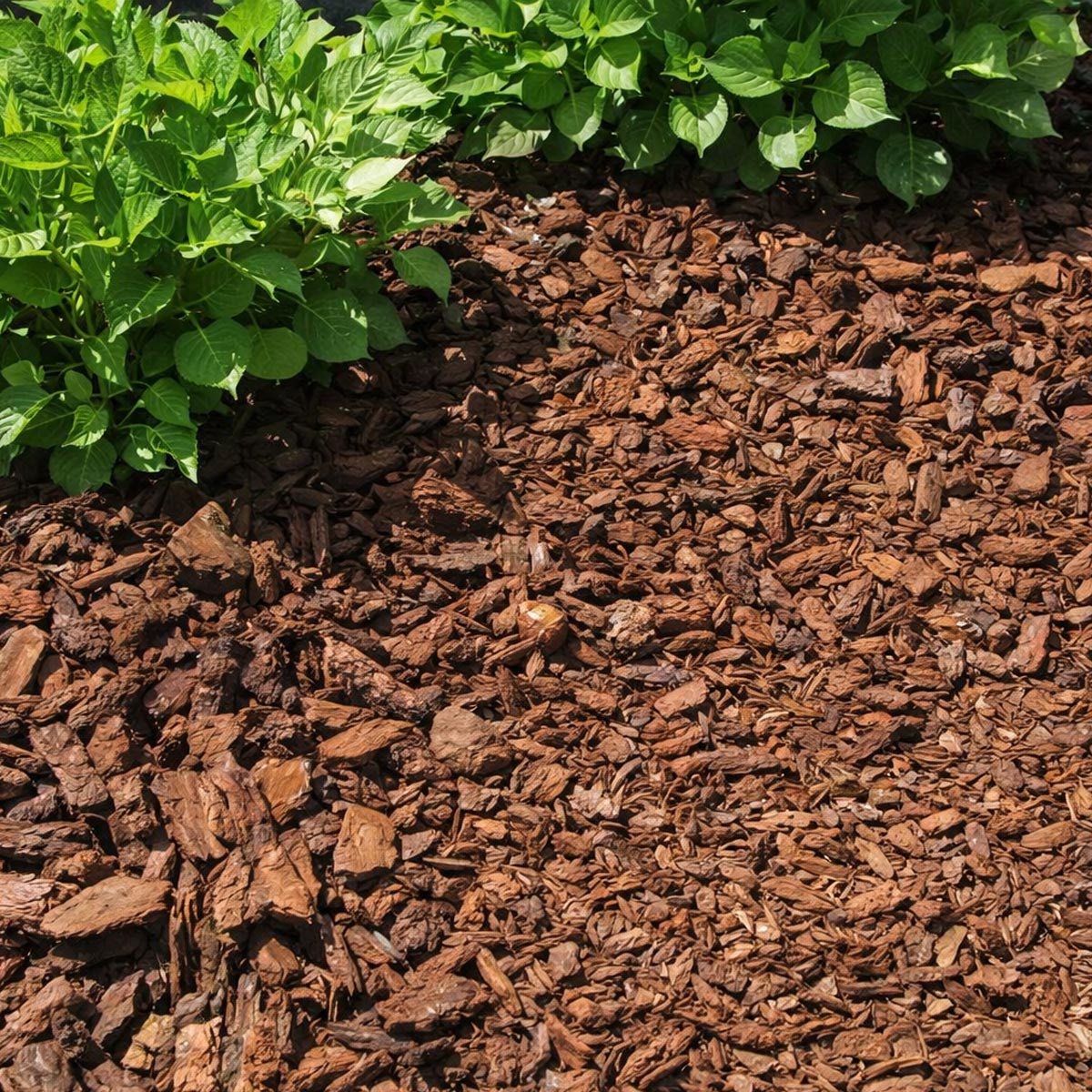 Pinjebark 20–40 mm i dekorativt lag omkring planter; varmebehandlet, naturligt bunddække fra BMB, 50 L poser, hæmmer ukrudt og bevarer fugt