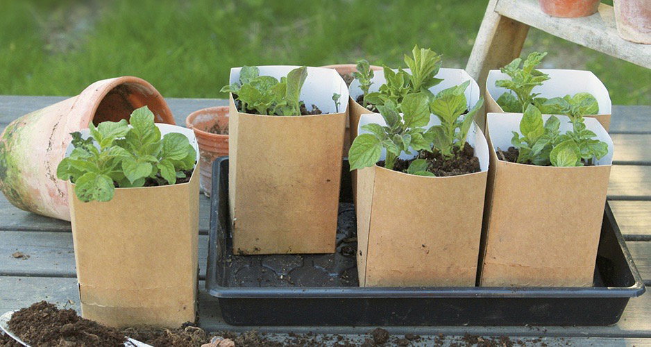 Bionedbrydelige plantepotter til forspiring Små planter i bionedbrydelige potter på bakke