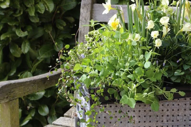 Nærbillede af metal plantekasse med klatrende grønt bunddække og små gule blomster placeret ved en rustik træbænk
