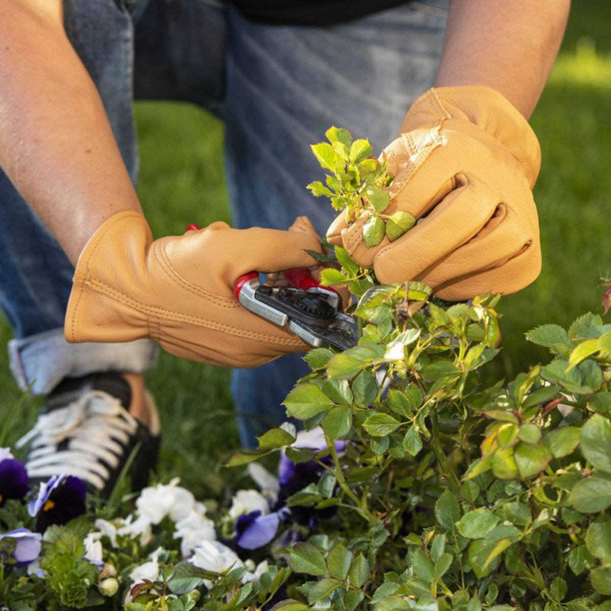 Læderhavehandsker til beskæring af planter Person beskærer planter med læderhavehandsker