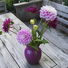 Økologisk Dahlia 'Sandra' – 1 løg | Florex - pink georgine med lys kant, perfekt til bed og snit Bukket med Økologisk Dahlia 'Sandra' i pink med lys kant i lilla vase på træbord. Florex, 1 løg. God som snitblomst, plantehøjde ca. 80-100 cm, velegnet midt eller bagerst i blomsterbedet.