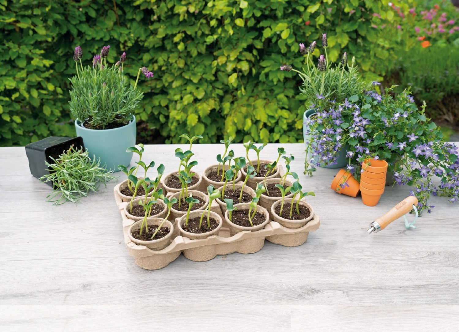 Små planter i potter klar til udplantning i haven