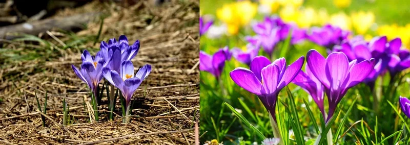 Nærbillede af lilla krokusblomster i græsset med sollys, forårsblomster i en blomstereng