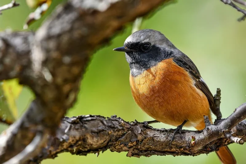 Rødstjert på gren - nærbillede af fugl med orange bryst Nærbillede af rødstjert siddende på en gren med orange bryst, gråt hoved og sort maske