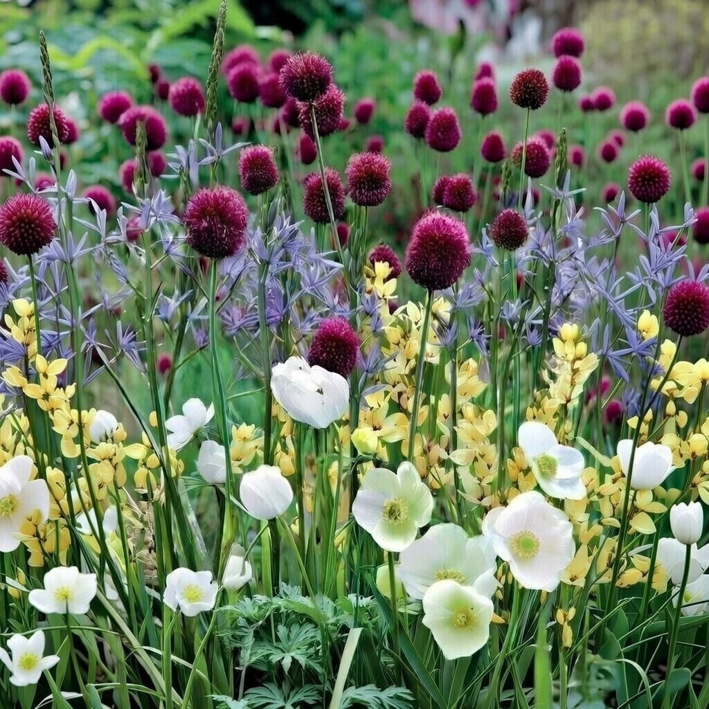 Farverigt bed fra Sperli: Sommerfugleblanding 45 løg med hvide anemoner, purpur prydløg, gule prærieliljer og blålige kornblomst-lignende blomster. Blomstrer maj–aug, 50–60 cm, sol eller halvskygge, tiltrækker sommerfugle og bier.