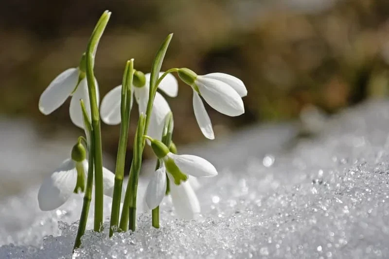 Nært billede af hvide perleblomster (Galanthus) der bryder gennem smeltende sne