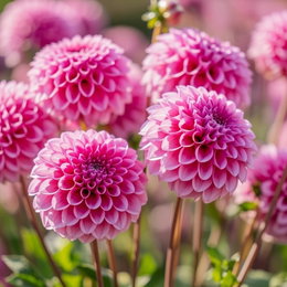 Økologisk Dahlia 'Sandra' - 1 løg | Florex - pink georgine til bed og snit Nærbillede af økologisk Dahlia 'Sandra' med fyldige runde pink blomster og lys kant på kronbladene. Højde 80–100 cm, velegnet til midten eller bagest i bedet og som snitblomst. Produkt: 1 løg fra Florex.