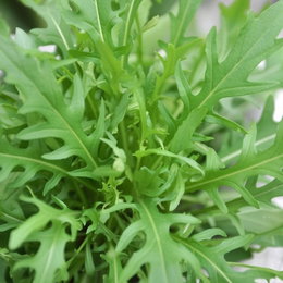 Økologisk Vild Rucola frø - Buzzy Organic | Smagfuld rucola til salat og pizza Nærbillede af friske grønne rucolablade fra Økologisk Vild Rucola frø (Buzzy Organic) med kraftig, krydret smag, velegnet til salater og pizza