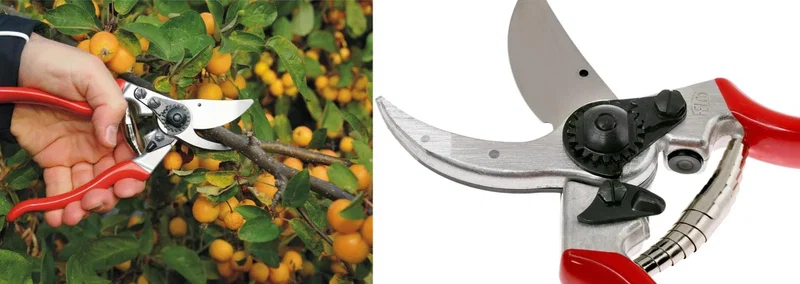 Beskæresaks med røde håndtag til beskæring af grene og frugt Nærbillede af røde beskæresakse, der klipper en gren med små gule frugter i en have; synligt skær og gearmekanisme