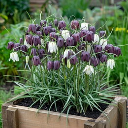Køb Vibeæg (Fritillaria meleagris) - 15 løg | Sperli - mønstrede hvide og lilla forårsblomster Vibeæg (Fritillaria meleagris) i træplantekasse med klokkeformede, skakternede hvide og lilla blomster; 15 løg, ca. 15–20 cm højde, velegnet til have eller plantekasser, pleje: fugtig, næringsrig jord, sol eller let skygge.