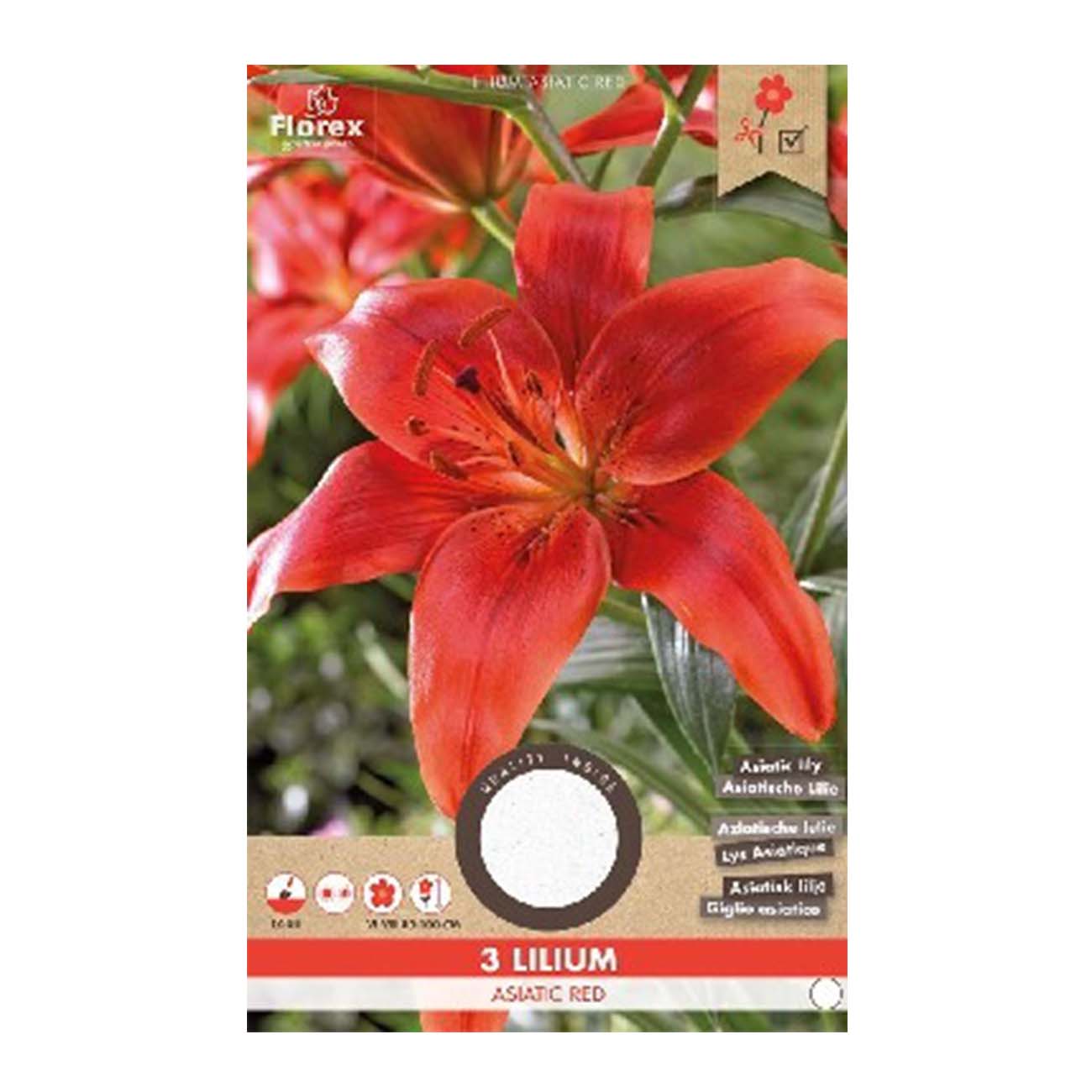 Rød asiatisk lilje Lilium i blomst