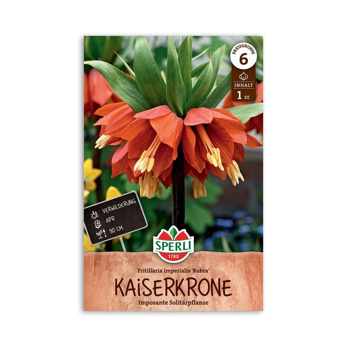 Orange kejserkrone ‘Rubra’ fra Sperli i blomst