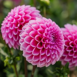 Økologisk Dahlia 'Sandra' - 1 løg | Florex - pink georgine med lys kant, 80-100 cm Nærbillede af økologisk Dahlia Sandra i pink med blide lyse kanter på bladspidserne. Runde, dekorative blomsterhoveder; god som snitblomst og til midten/bagerst i bedet. Produkt: 1 løg fra Florex.