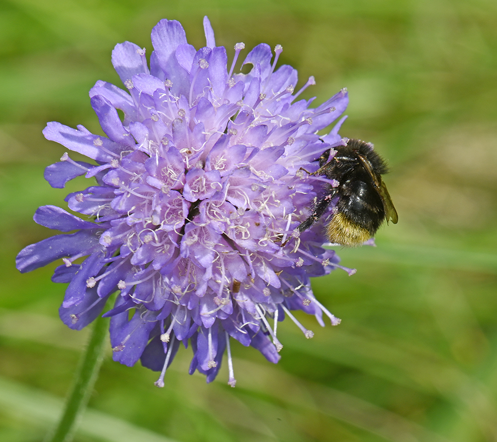 Nærbillede af humlebi på lilla blomst