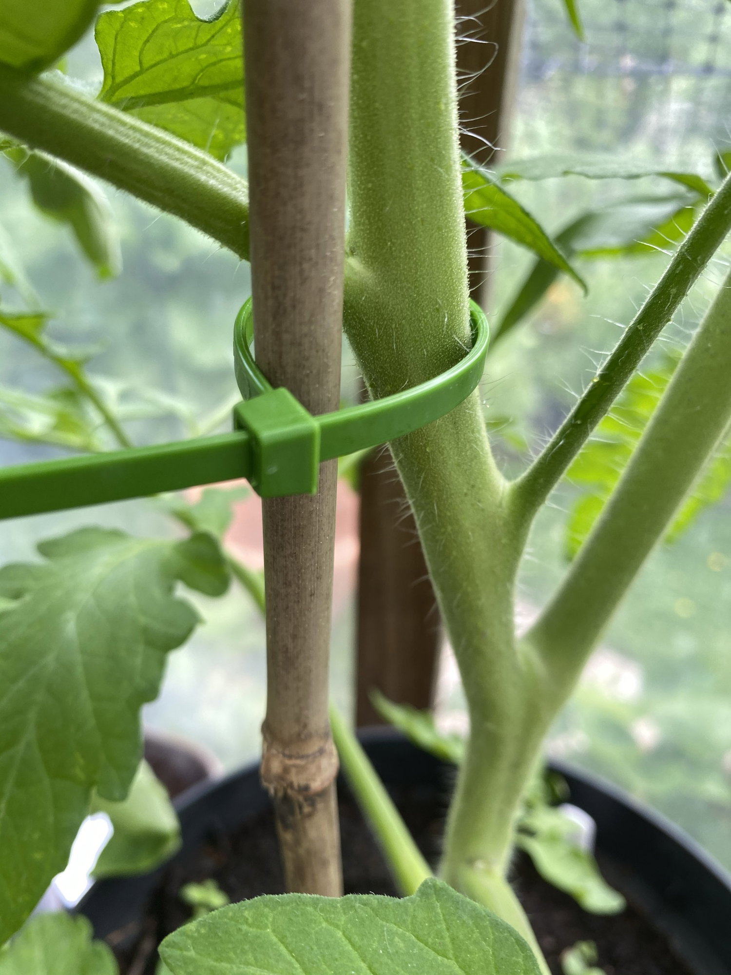 Grøn planteclips der fastgør tomatstilk til støttepind