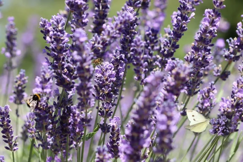 Nærbillede af lilla lavendelblomster med en humlebi, en honningbi og en hvid kålsommerfugl på blomsterne