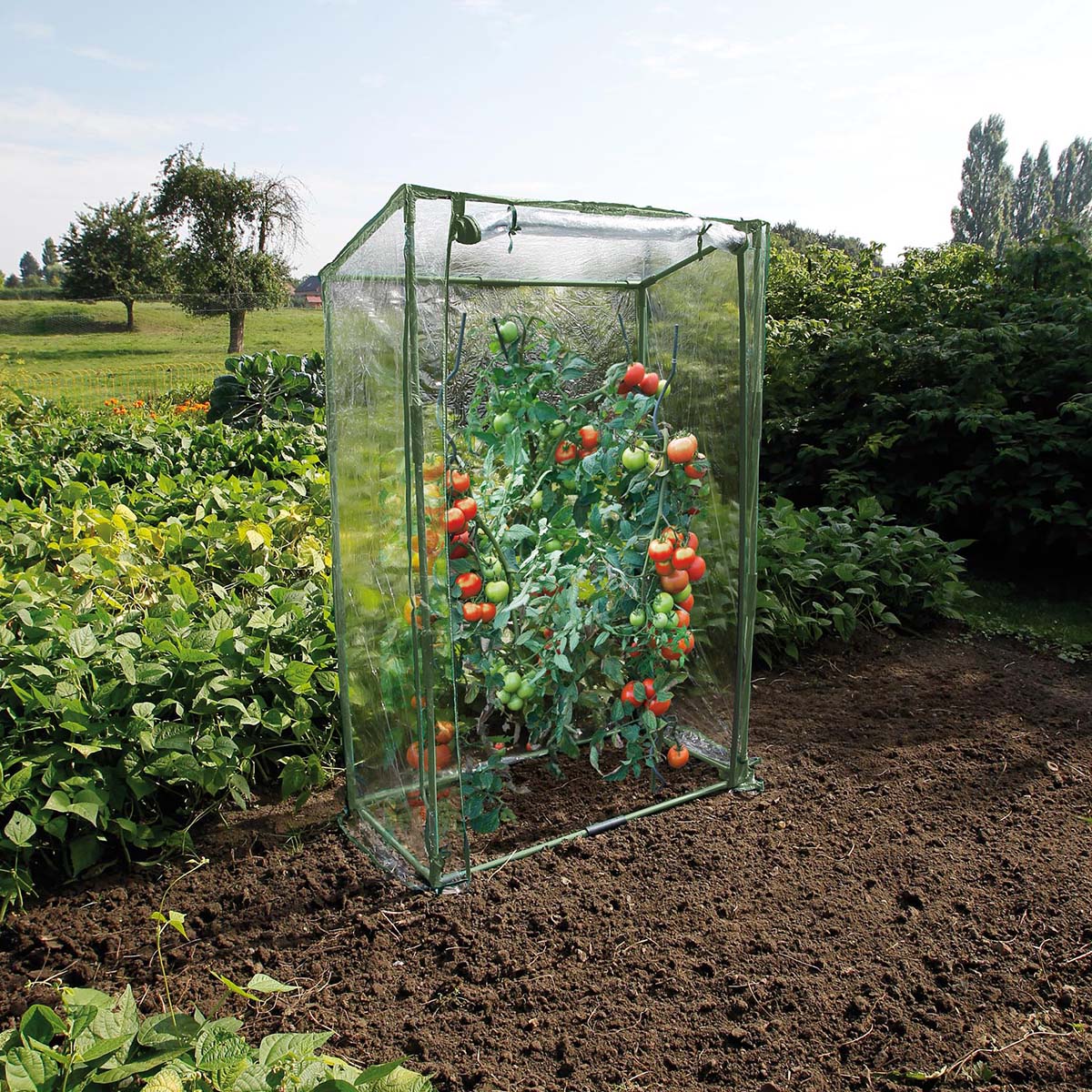Tomathus til beskyttelse i haven Tomatplante i lille drivhus i køkkenhaven