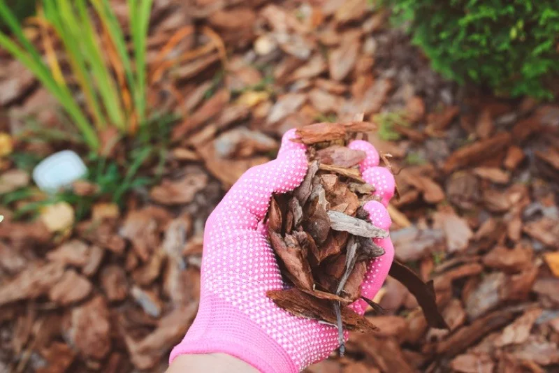 Pink havehandske holder barkflis til beplantning Hånd iført pink havehandske holder brun barkflis over blomsterbed, havearbejde og muldlag