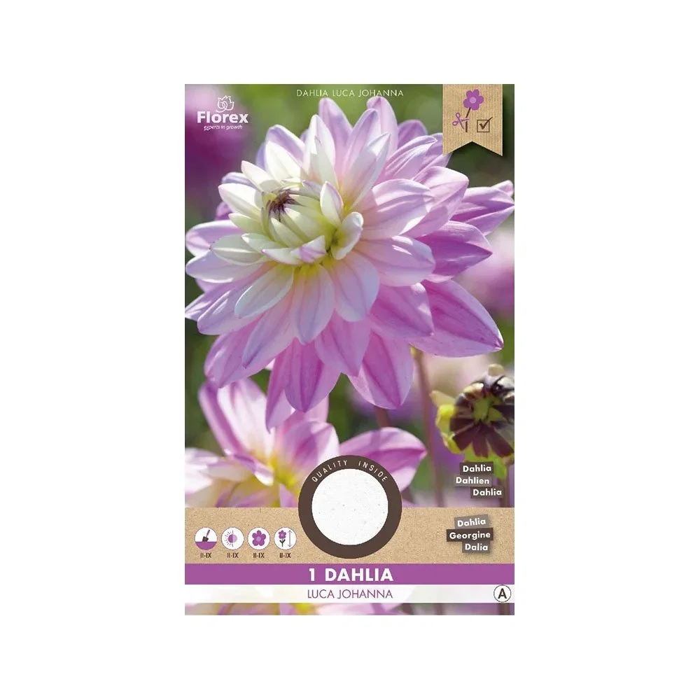 Lyserød og hvid Dahlia Luca Johanna blomst på pose