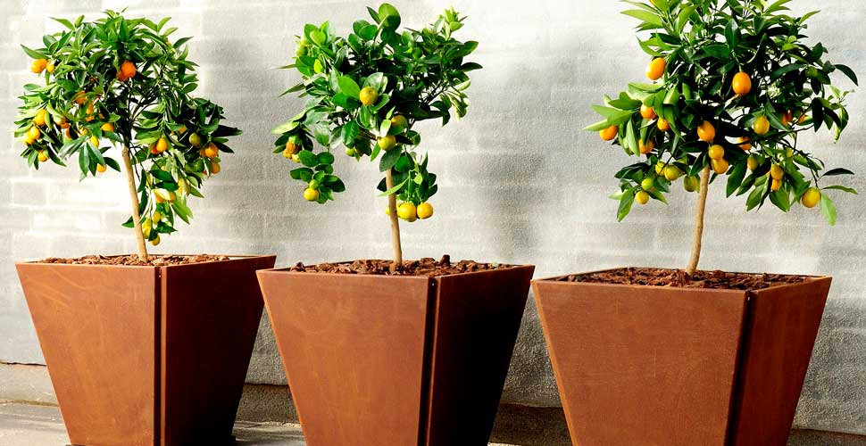 Citrustræ i rustfarvet plantekasse til terrasse Tre små citrustræer i rustfarvede plantekasser udenfor