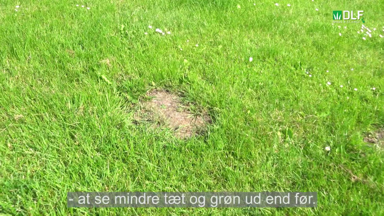 Plæne med bar plet og nyspiret græs; Turfline Turbo græsfrø 7,5 kg til hurtig eftersåning, tæt plæne, tørketolerance og forebyggelse af mos og ukrudt