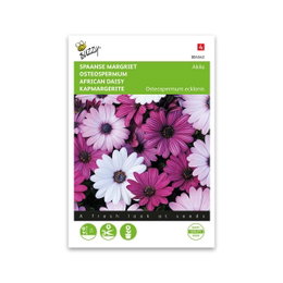 Spanske marguerit frø Osteospermum Akila Frøpose med flerfarvede spanske margueritter Akila