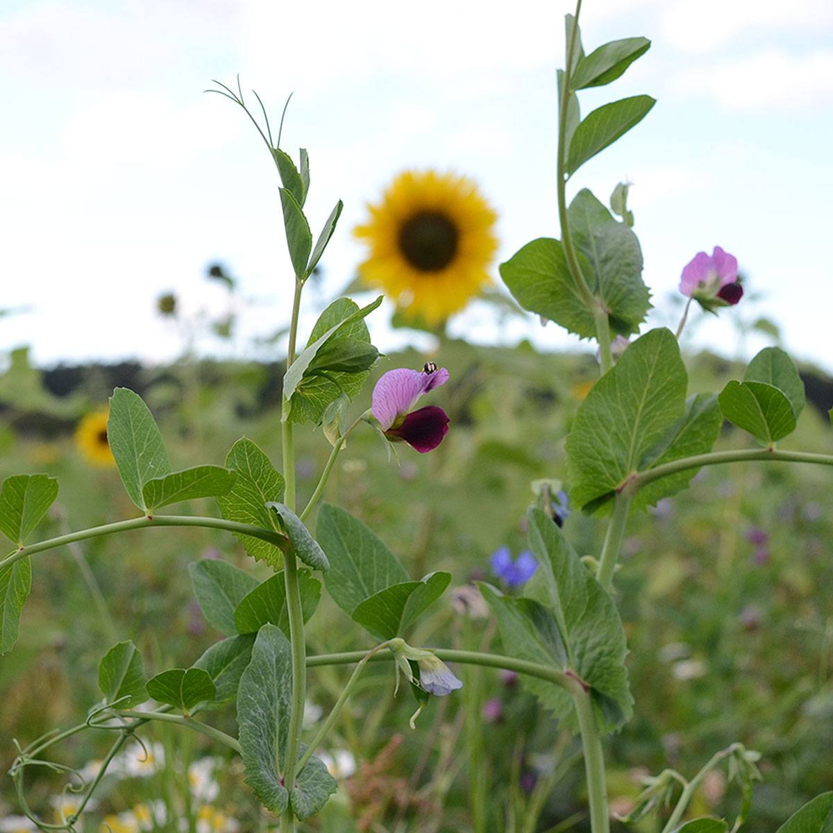 Grønne ærteplanter og vilde blomster foran solsikke