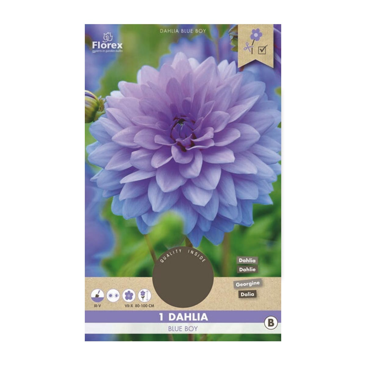 Nærbillede af Dahlia 'Blue Boy' i blå-lilla nuancer med fyldte, lagdelte kronblade; Florex 1 løg, blomstrer juli-oktober og er velegnet til buketter