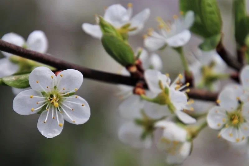 Nærbillede af hvid blomstrende gren med fine hvide blomster Nærbillede af hvide blomster på en gren med grønne knopper og blød, sløret baggrund