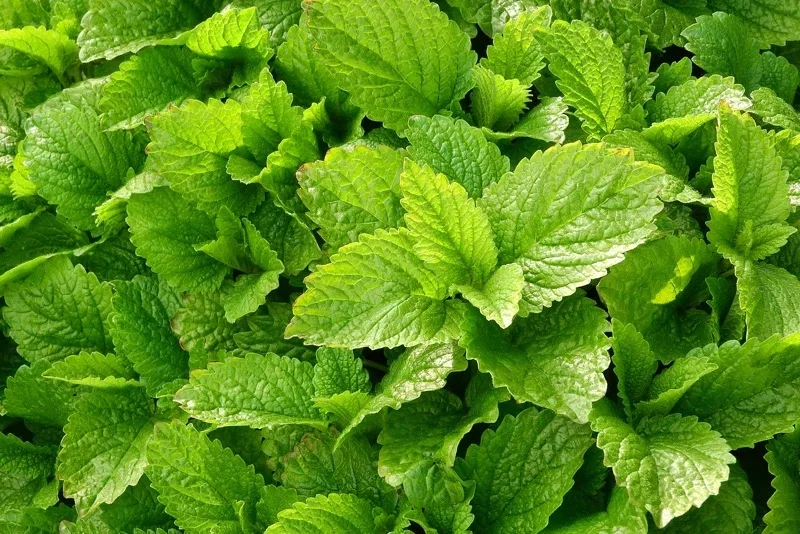 Nærbillede af frisk grøn citronmelisse med tætte, takkede blade