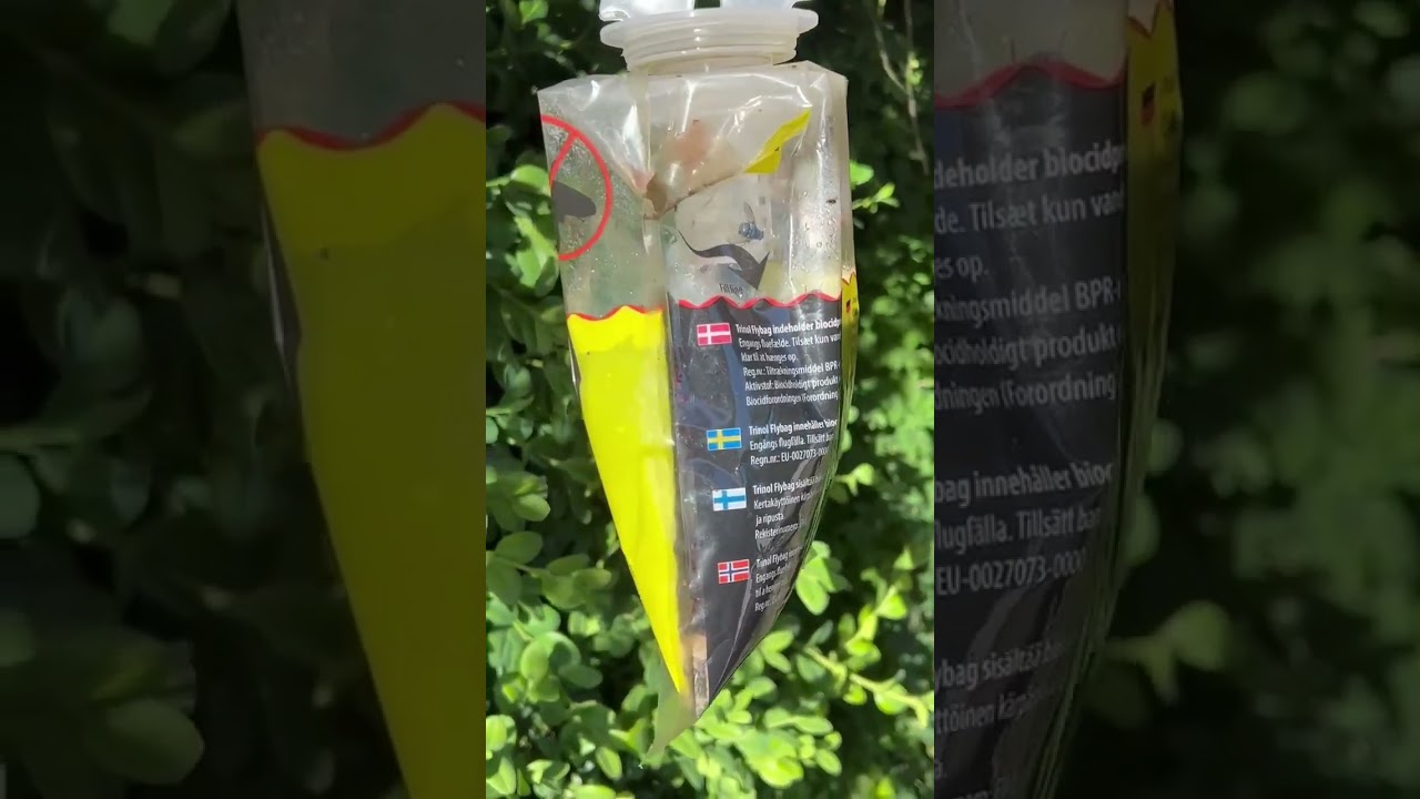 Billede af Trinol Flybag fluefælde hængende i haven; klar plastpose med gult lokkemiddel og fangede fluer foran grønt løv, klar til brug uden gift